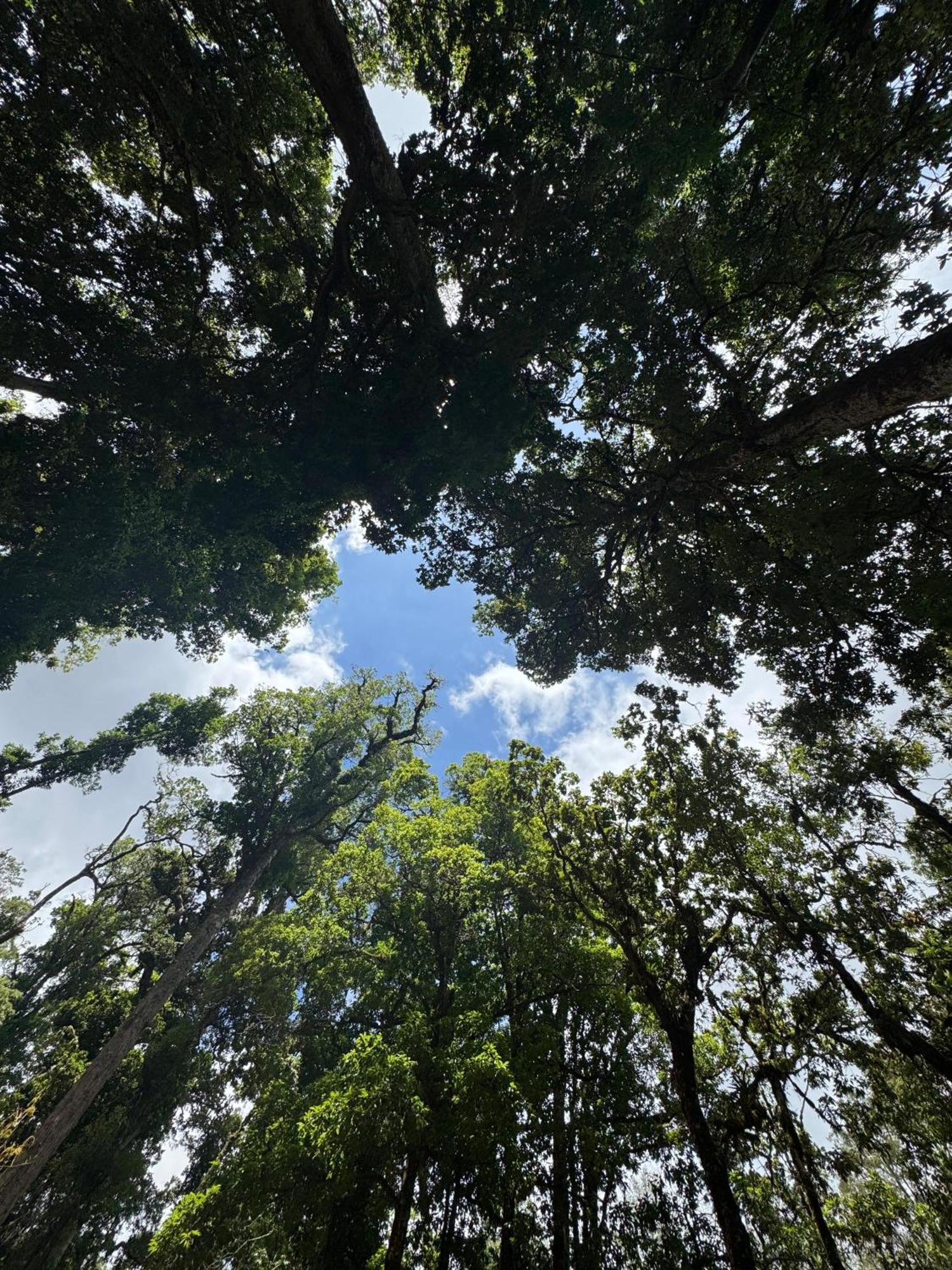 Entre Arboles Lodge San Gerardo de Dota Eksteriør bilde