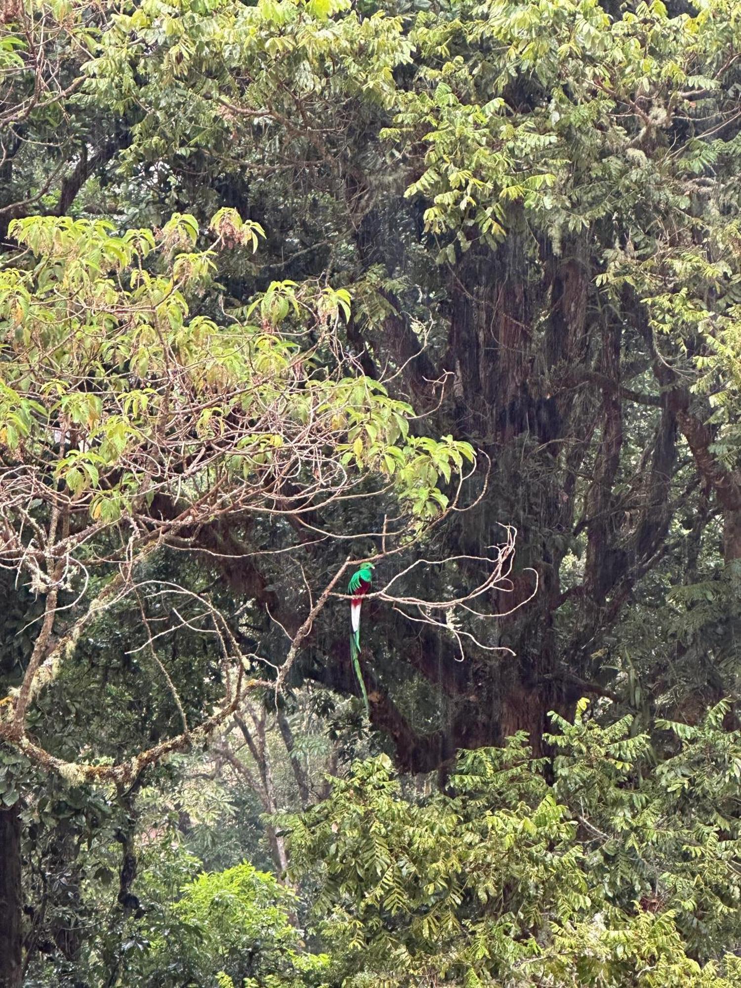 Entre Arboles Lodge San Gerardo de Dota Eksteriør bilde
