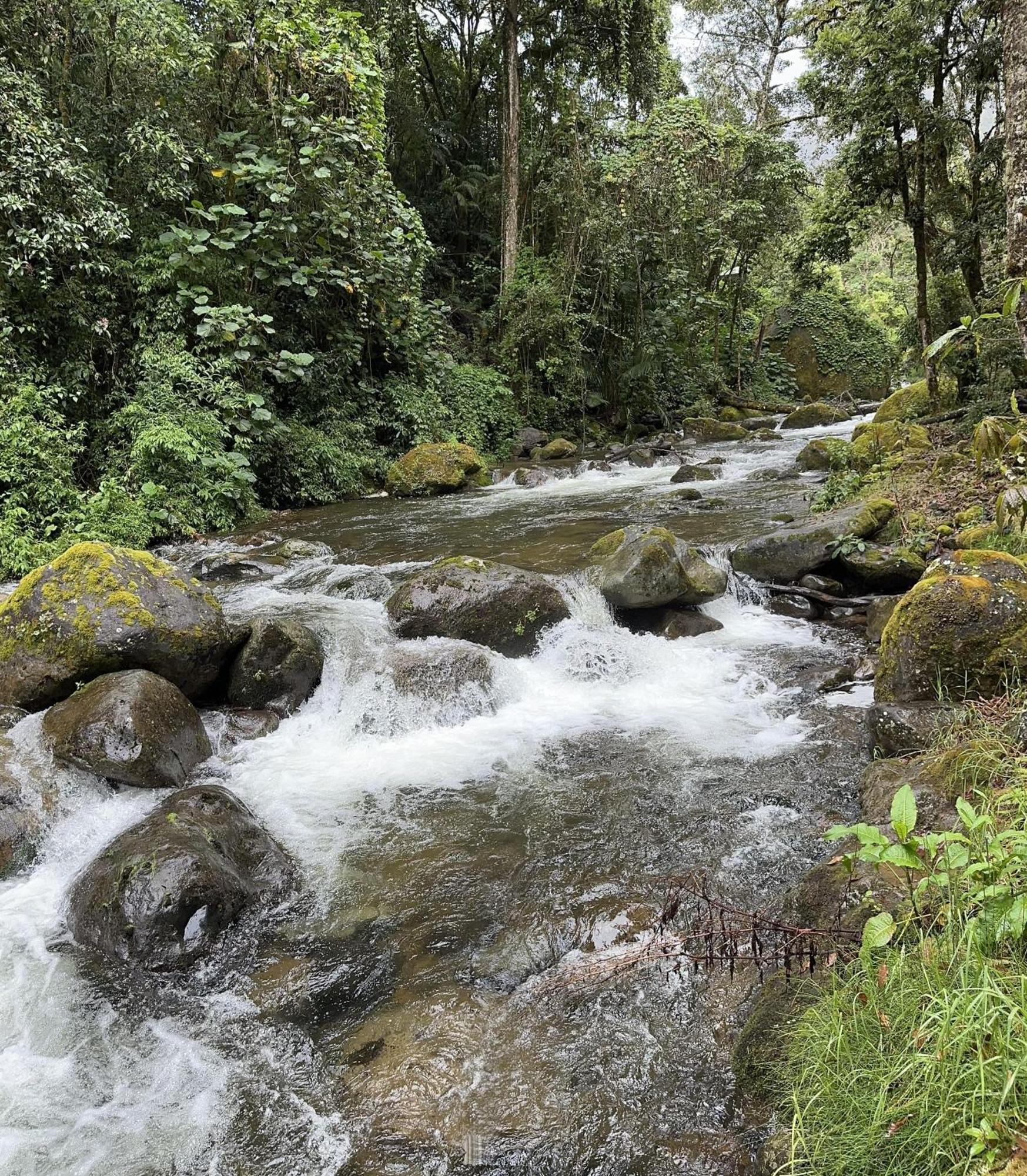 Entre Arboles Lodge San Gerardo de Dota Eksteriør bilde