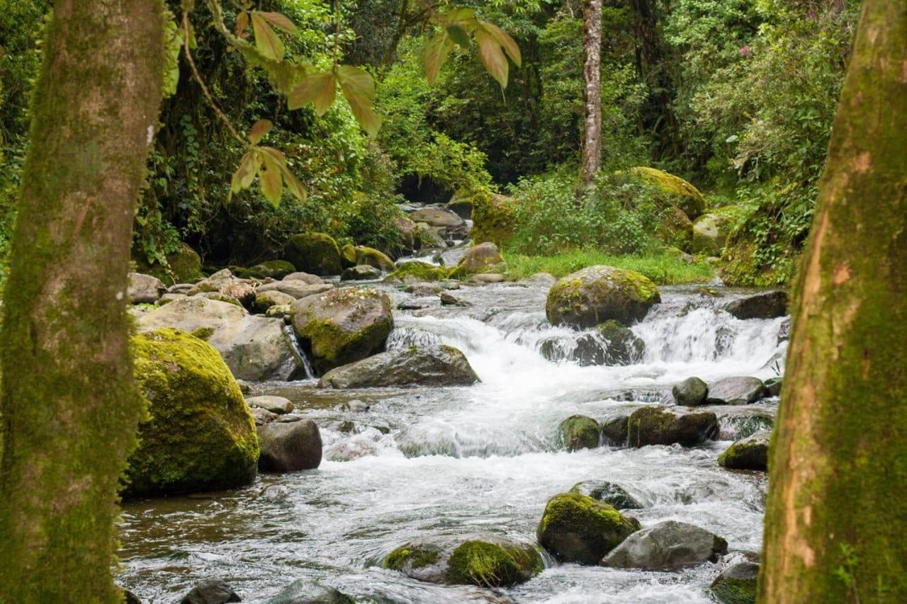 Entre Arboles Lodge San Gerardo de Dota Eksteriør bilde