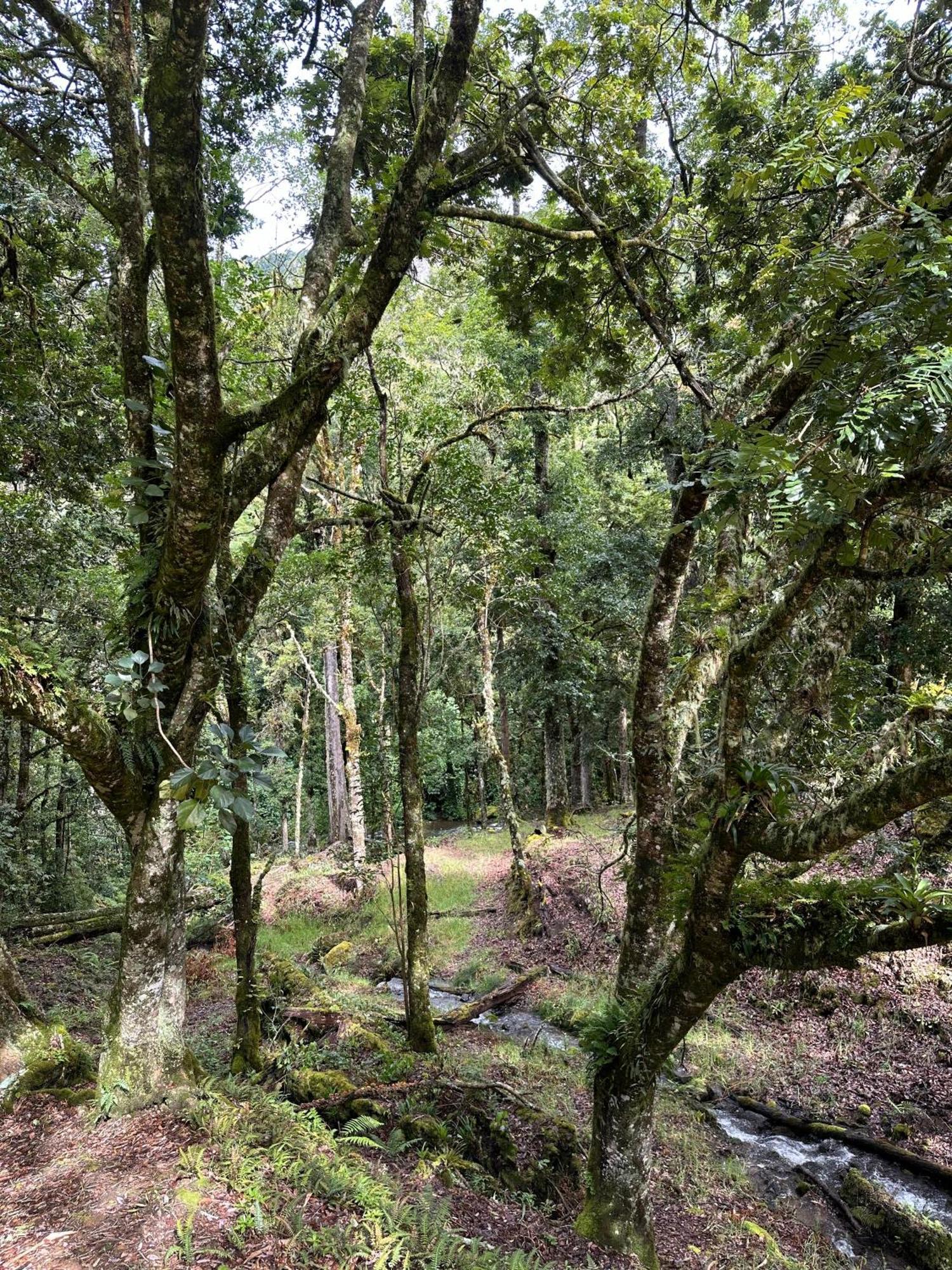 Entre Arboles Lodge San Gerardo de Dota Eksteriør bilde