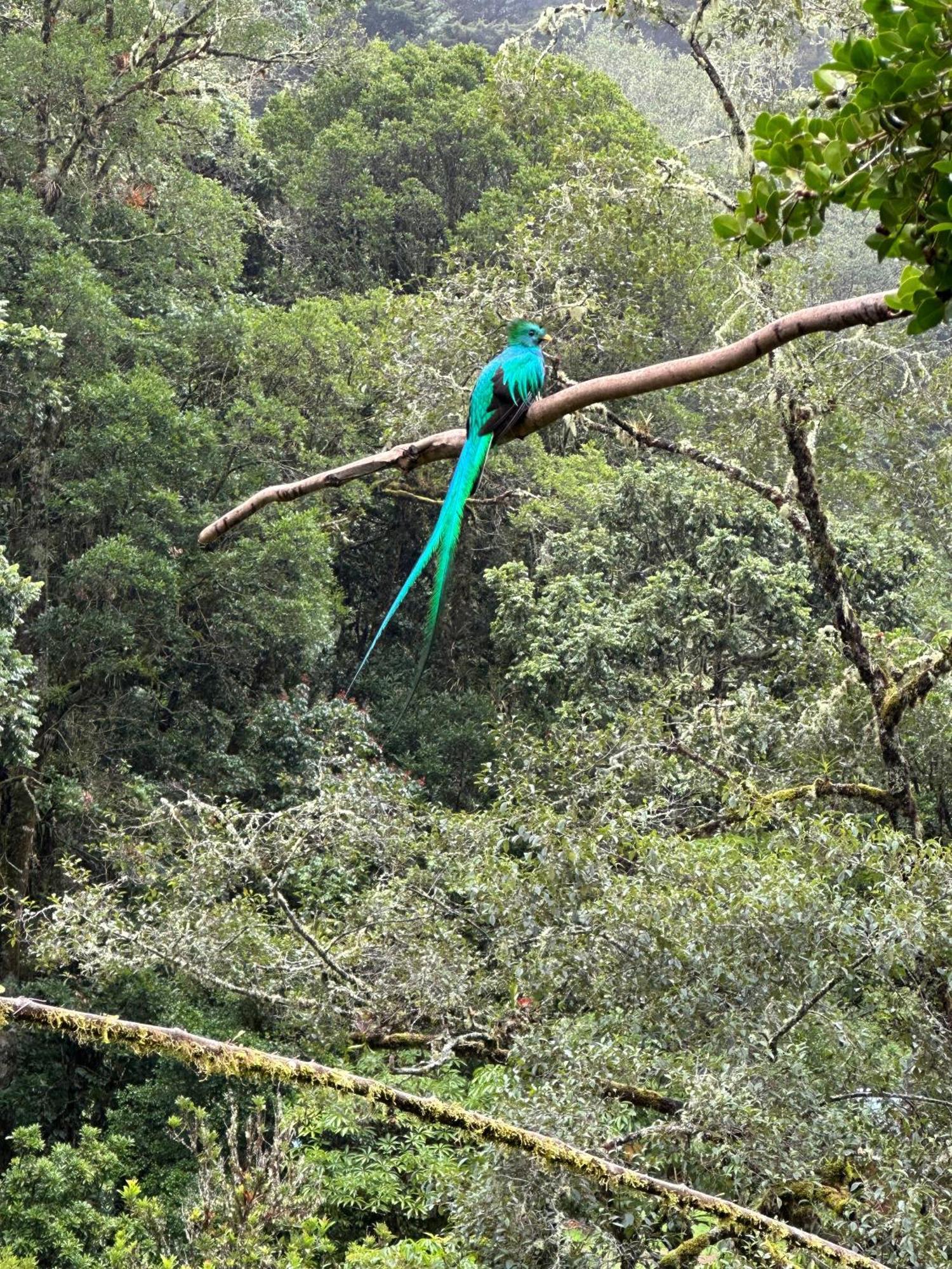 Entre Arboles Lodge San Gerardo de Dota Eksteriør bilde