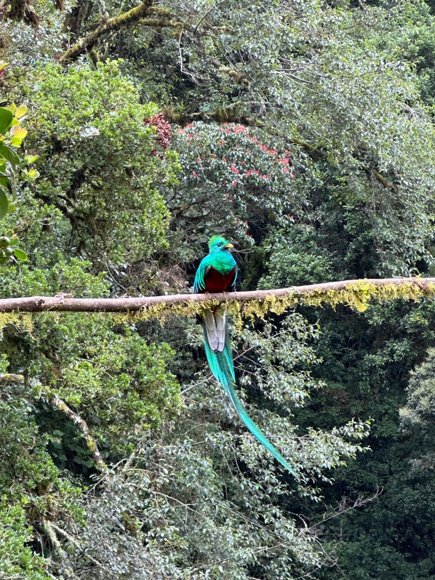 Entre Arboles Lodge San Gerardo de Dota Eksteriør bilde