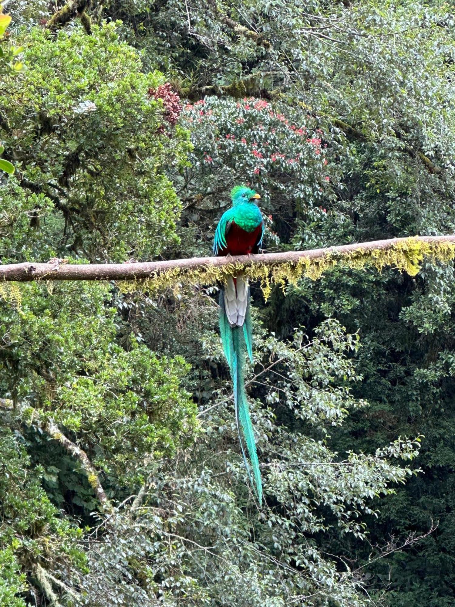 Entre Arboles Lodge San Gerardo de Dota Eksteriør bilde