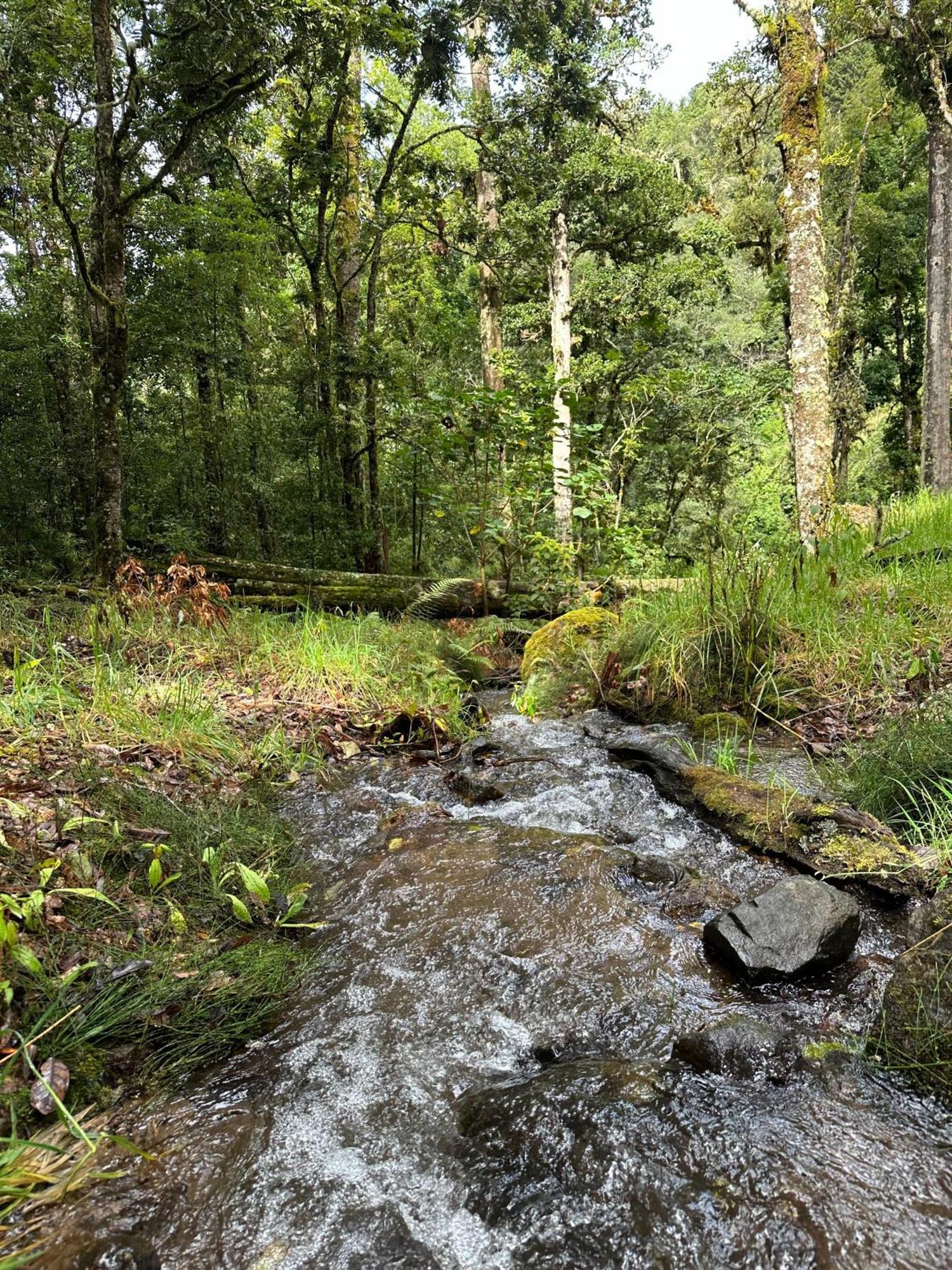 Entre Arboles Lodge San Gerardo de Dota Eksteriør bilde