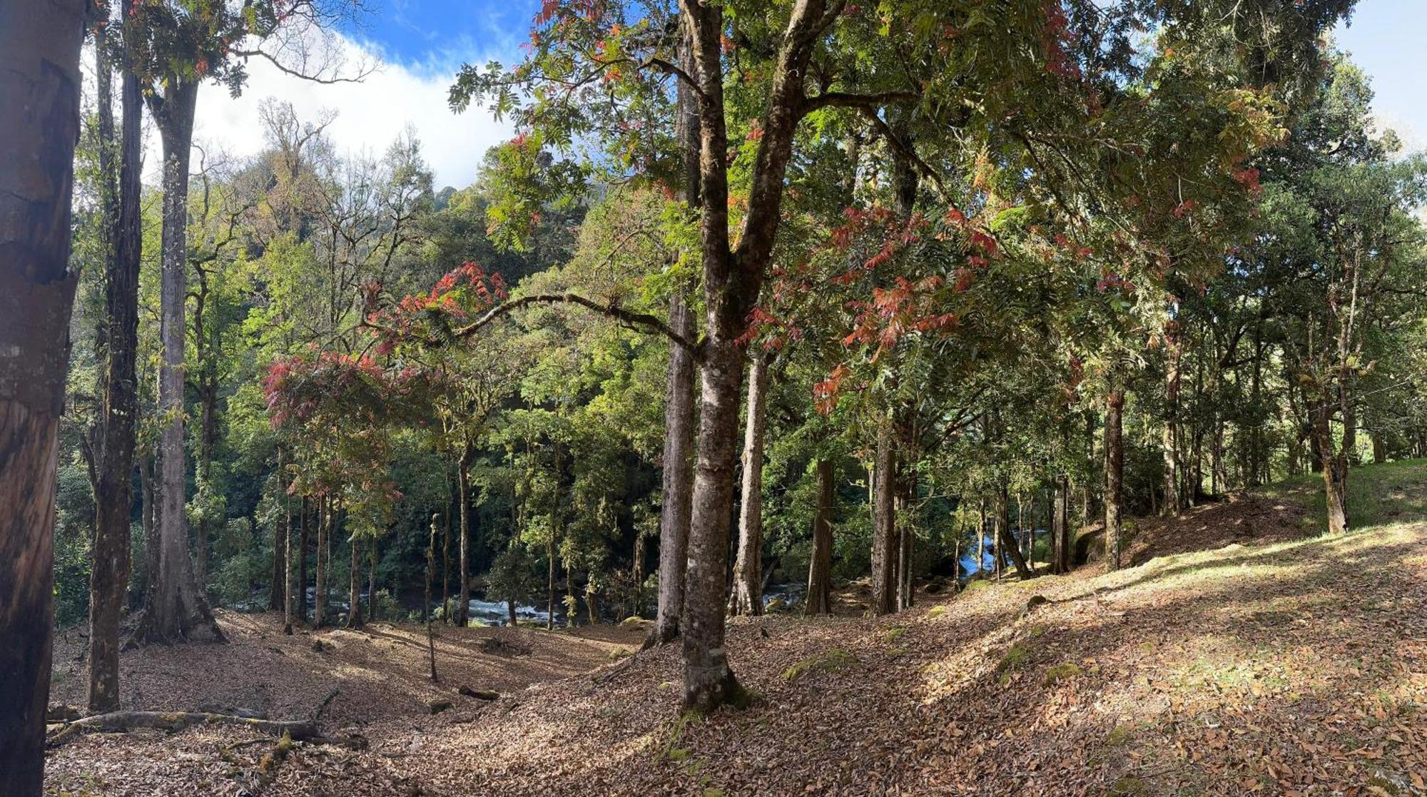 Entre Arboles Lodge San Gerardo de Dota Eksteriør bilde