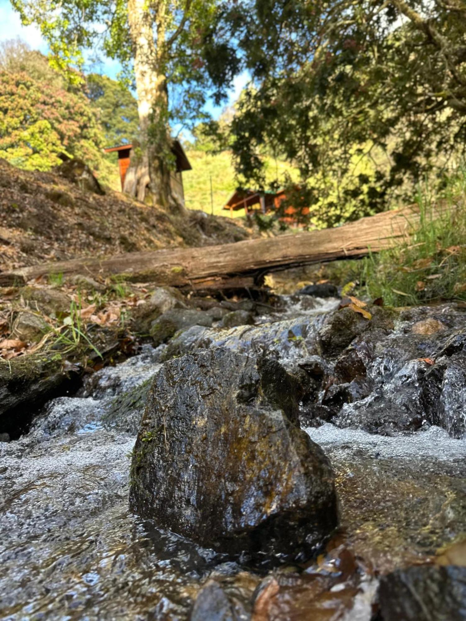 Entre Arboles Lodge San Gerardo de Dota Eksteriør bilde