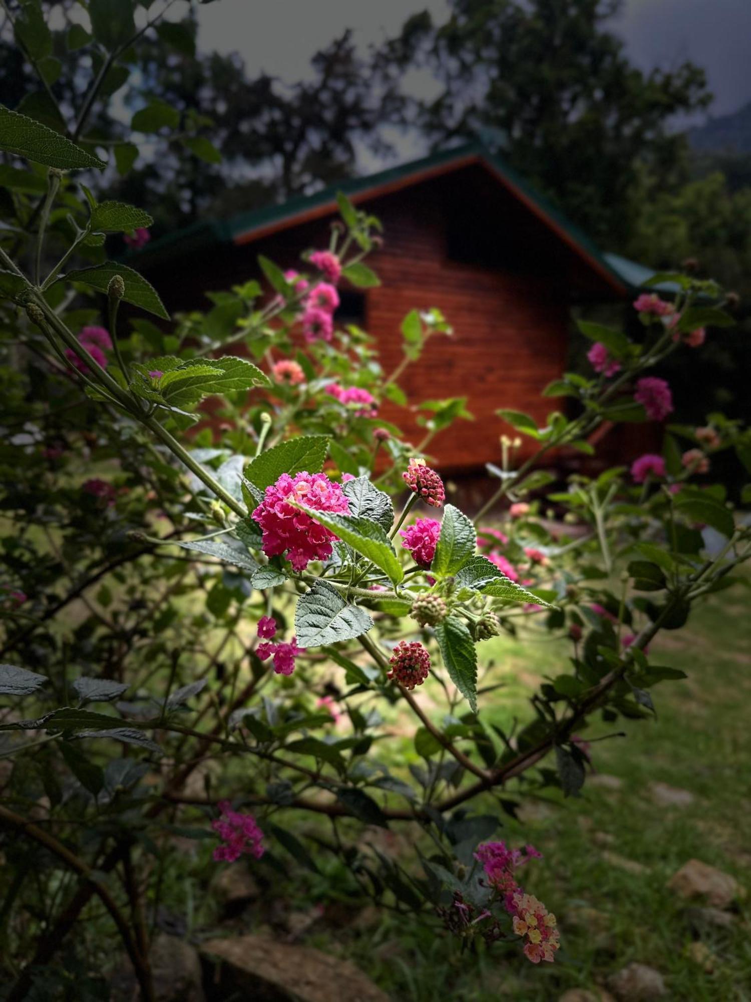 Entre Arboles Lodge San Gerardo de Dota Eksteriør bilde